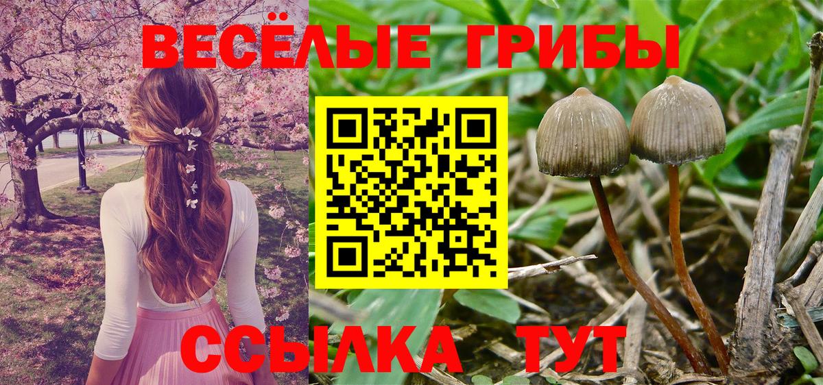 Псилоцибиновые грибы Psilocybine cubensis  Вход с VPN  Выкса 